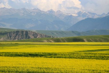 Xinjiang 'daki Nalati Otlağı' nın büyüleyici bir görüntüsü