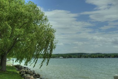 Güneşli bir günde, kristal mavi denizin yanındaki sahilde büyük bir ağacın yakın çekimi.