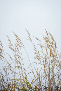 Rüzgarda hışırdayan sazlıklar