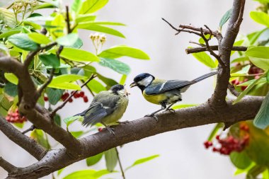 Great tit, baby titmouse who is fed by her mother