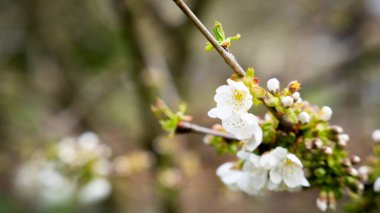 Bulanık bir arkaplanda erik çiçeklerinin yakın plan çekimi