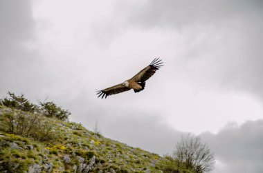 Gün boyunca bulutlu gökyüzünde uçan bir kartalın güzel bir görüntüsü.