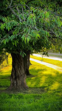 Parktaki yeşil çimlerin ve ağaçların dikey görüntüsü..