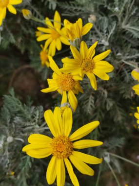 Güzel bir kır çiçeği fotoğrafı.