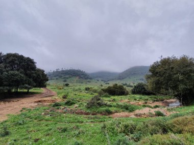 Sisli bir günde doğanın güzel bir manzarası