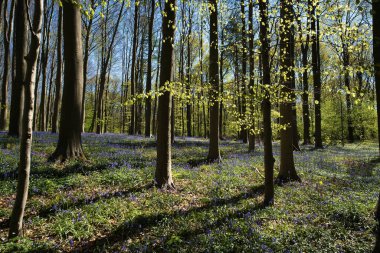 Hallerbos, Belçika 'da sık bir orman, mavi çiçekler ve uzun ağaçlar.
