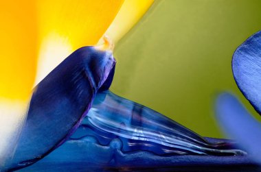 Mavi çiçeğin taç yaprağının yakın çekimi.