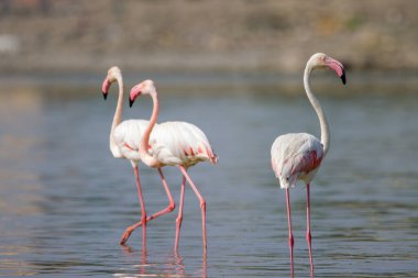 Sığ bir nehirde bir flamingo sürüsü