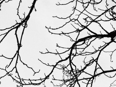 Gökyüzüne karşı kuru yapraksız ağaç dallarının gri renkli bir görüntüsü.