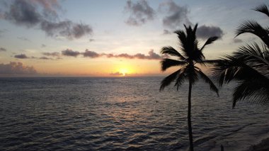 Gün batımında güzel deniz kenarında palmiye ağaçlarının yakın çekimi.