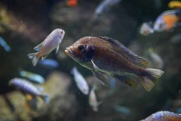 Sebuah Gambar Close Dari Ikan Abu Abu Dan Putih Dengan — Stok Foto