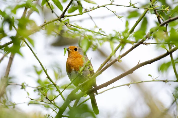 春天的时候 一只欧洲知更鸟带着食物给它的幼崽 — 图库照片