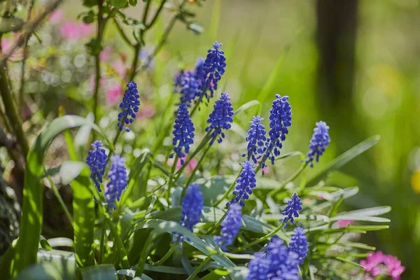 Eine Nahaufnahme Von Trauben Hyazinthen Blumen Die Einem Sonnigen Tag — Stockfoto