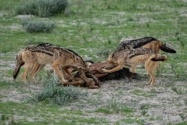 Les Chacals Mangent Une Carcasse Bison Dans Brousse Namibie — Photo