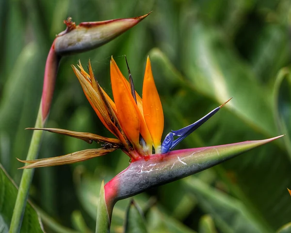 晴れた日に庭で育つ美しい楽園の花の鳥のクローズアップ — ストック写真