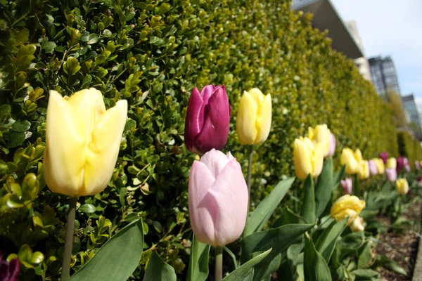 Řada Krásných Barevných Květin Rostoucích Venku Zelenými Listy Pod Sluncem — Stock fotografie