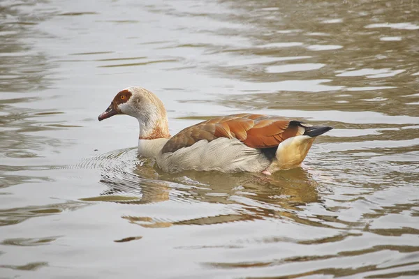 在公园的湖中游泳的埃及鹅的特写镜头 — 图库照片