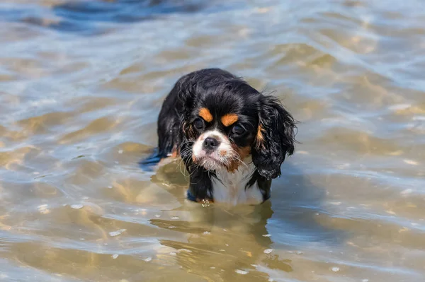 Ein Hund Cavalier King Charles Ein Süßer Welpe Der Den — Stockfoto