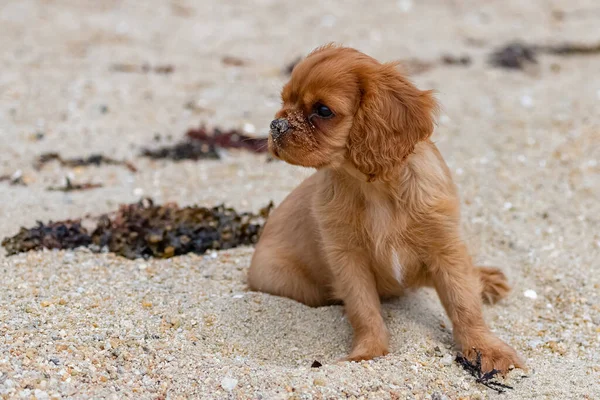 A dog cavalier king charles, a ruby puppy sitting on the beach