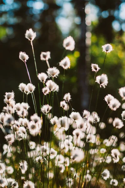 Cotton Grass Strong Backlit — Stock Photo, Image
