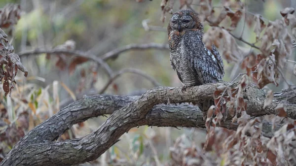 Gros Plan Une Chouette Assise Sur Une Branche Arbre Parc — Photo