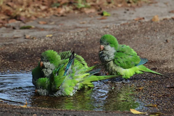 Egy Sereg Papagáj Ivóvizet Iszik Egy Pocsolyából Földön — Stock Fotó