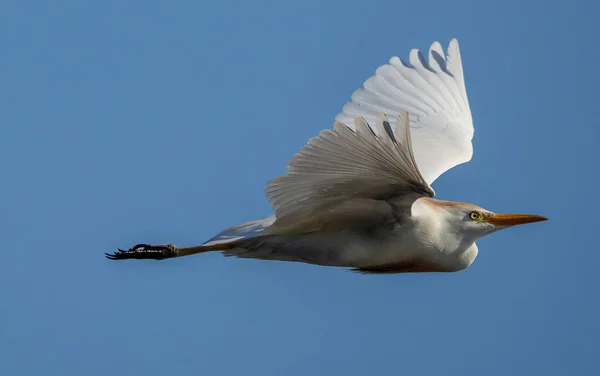 하늘을 날개를 플로리다 황로의 — 스톡 사진