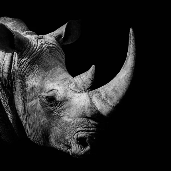 Grayscale Záběr Afrického Nosorožce Černém Pozadí — Stock fotografie