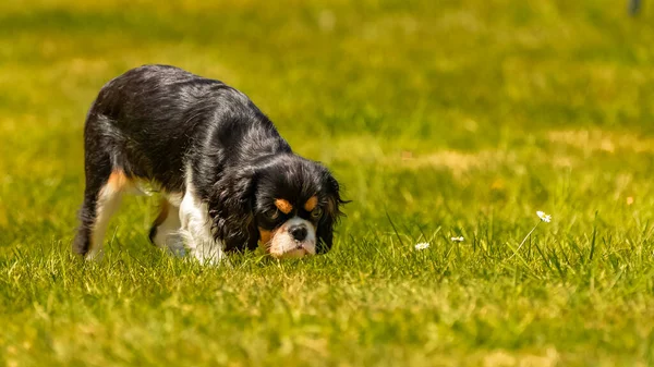 Dog Cavalier King Charles Cute Puppy Looking Daisies Spring — Stock Photo, Image