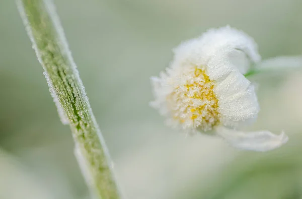 Frozen Chamomile Flower Covered Morning Frost — Stock Photo, Image