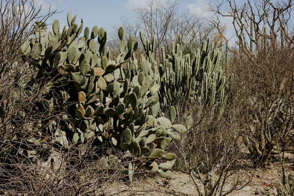 Opuntia Prickly Pear Cactus Dry Deserted Area — Stock Photo, Image