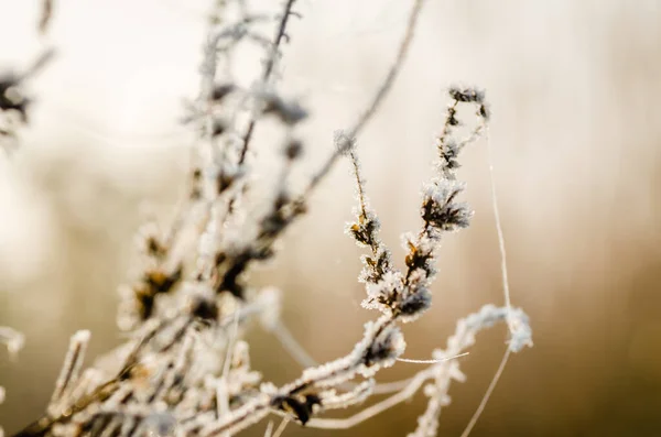 Παγετός Νωρίς Πρωί Ξηρά Φυτά Λιβαδιών — Φωτογραφία Αρχείου