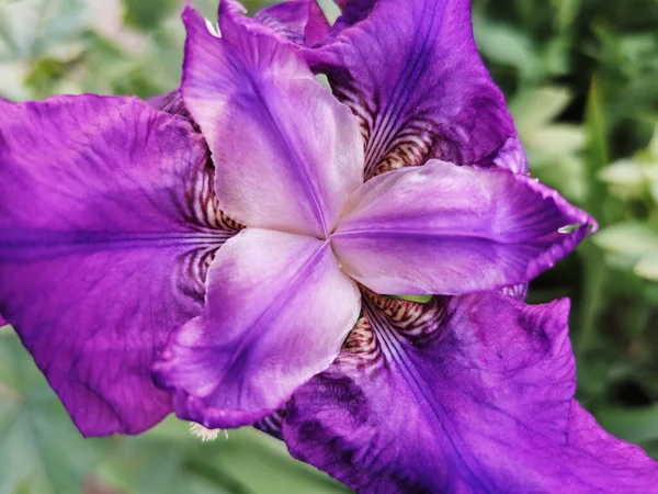 Primer Plano Una Hermosa Flor Iris Germanica Parque Del Retiro —  Fotos de Stock