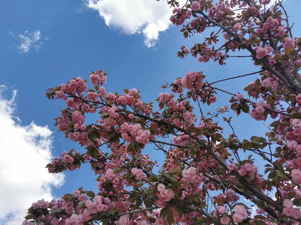 Uma Visão Cênica Flores Cor Rosa Galho Árvore Fundo Céu — Fotografia de Stock
