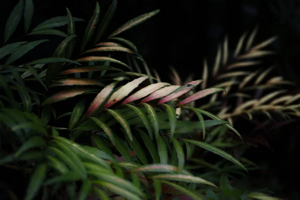 Piękne Ujęcie Chamaedorea Elegans — Zdjęcie stockowe