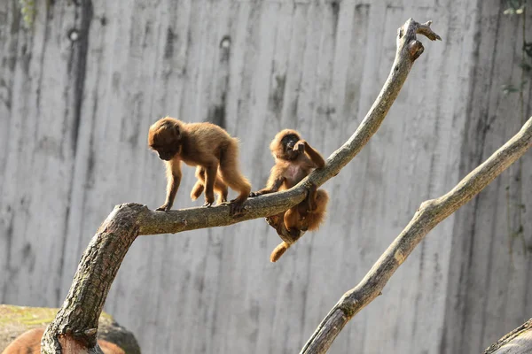 Due Scimmiette Che Giocano Albero — Foto Stock