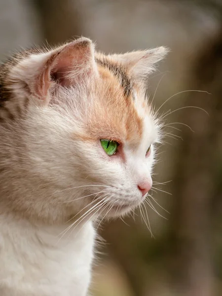 Primer Plano Vertical Lindo Gato Con Ojos Verdes —  Fotos de Stock