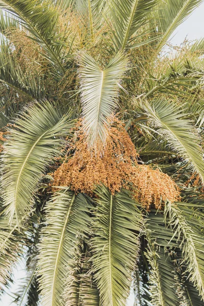Vertical Closeup Green Foliage Fruits Date Palm Phoenix Dactylifera — Stock Photo, Image