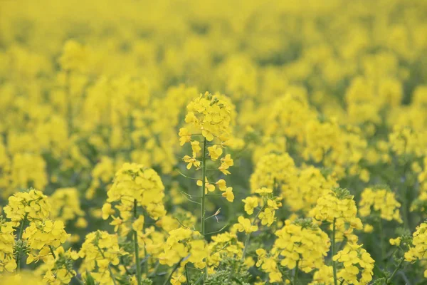 Közeli Rapeseed Brassica Napus Virágok Területen — Stock Fotó