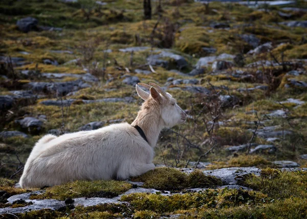 Selective Goat Resting Hill — Stock Photo, Image