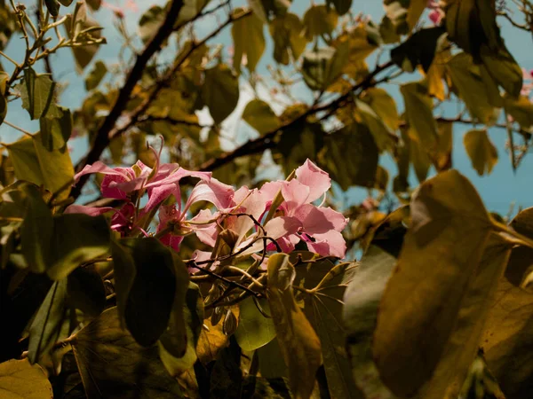 Belo Tiro Flores Com Folhas Verdes Florescendo Jardim Dia Ensolarado — Fotografia de Stock