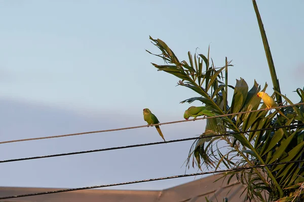 Papagaios Empoleirados Fio Cabo Lado Uma Palmeira Aldeia — Fotografia de Stock