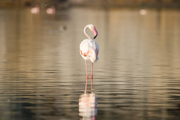 Ensom Flamingo Grunn Elv – stockfoto