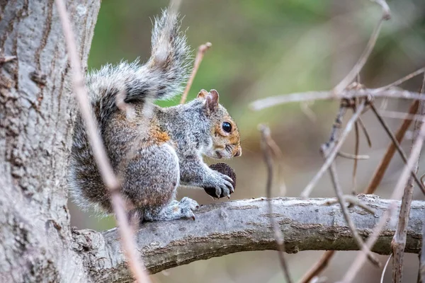 Écureuil Mignon Sur Arbre — Photo