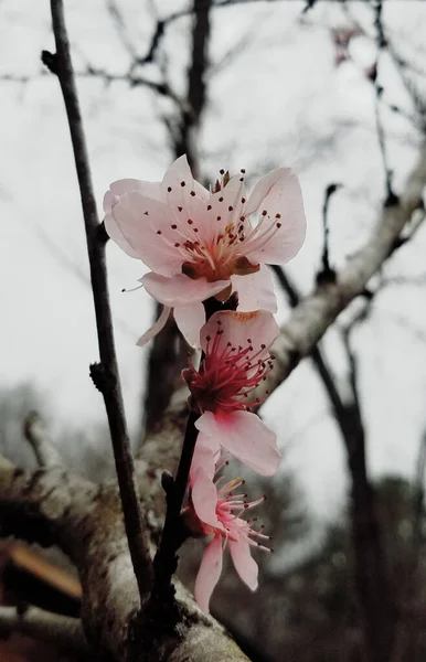 Vacker Bild Blommande Plommon Träd — Stockfoto