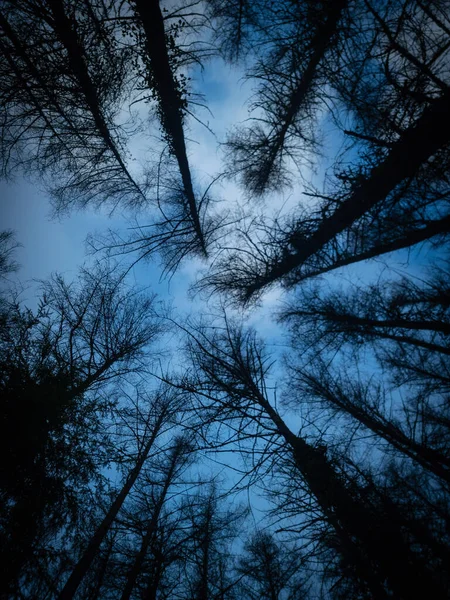 Uma Vista Baixo Ângulo Uma Bela Floresta Dia Nebuloso País — Fotografia de Stock