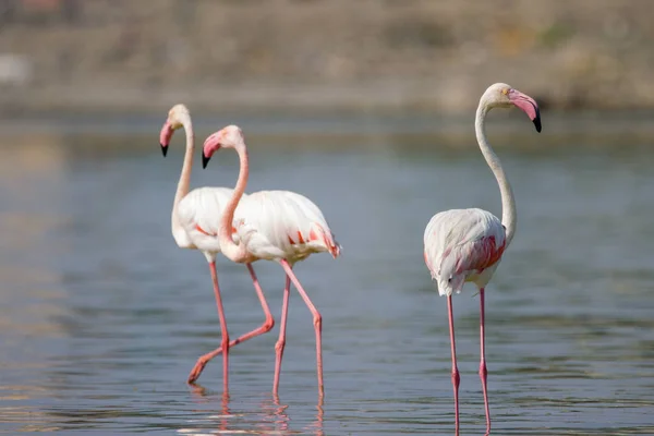 Flock Flamingor Grund Flod — Stockfoto