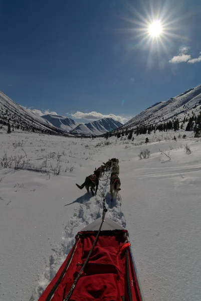 高山の谷の雪の中を旅する犬ぞりのチーム — ストック写真