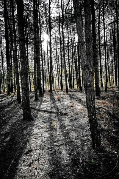 Vertikální Záběr Lesa Obrovskými Stromy Během Dne — Stock fotografie