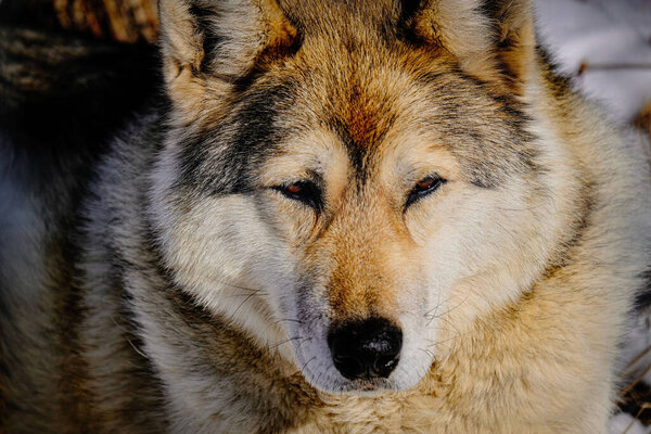 A closeup shot of wolf head looking at camera